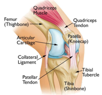 a diagram of the knee joint.