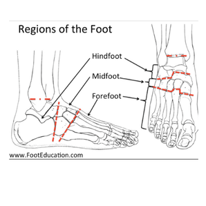 FOOT & ANKLE IMPORTANCE FOR INJURY PREVENTION & PERFORMANCE