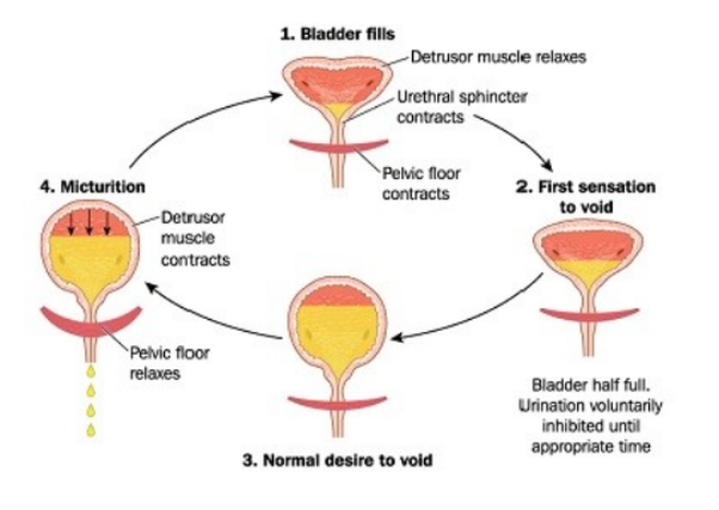 a diagram of the stages of a bladder.