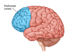 a diagram of the human brain.