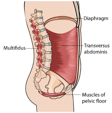 a diagram of the muscles of the lower body.