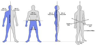 a diagram of the human body showing the different areas of the body.