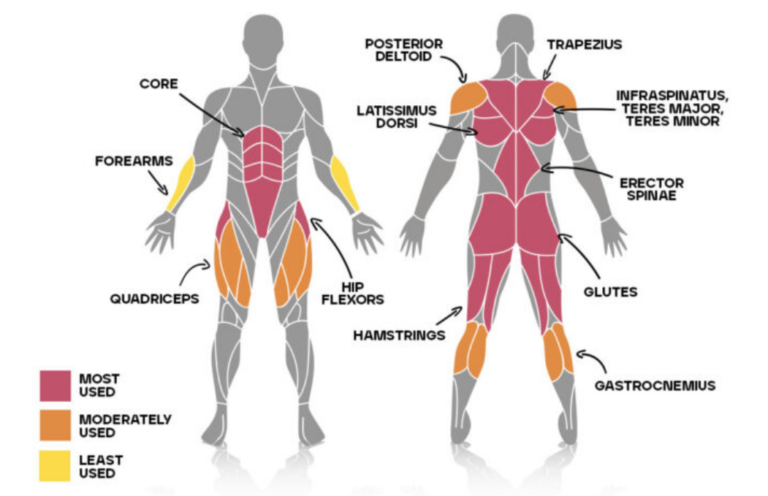 A diagram showing the muscles of the human body.