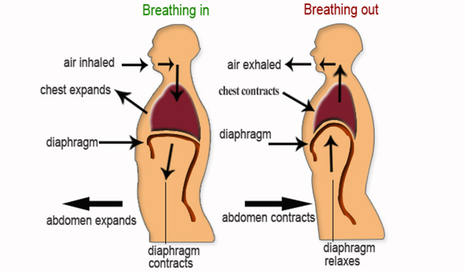 a diagram of the stages of breathing.